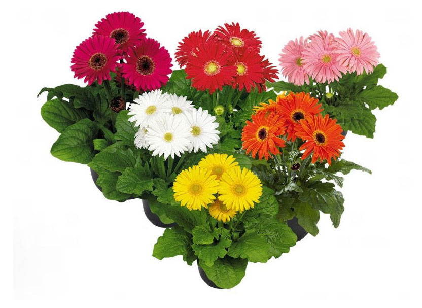 

Рассада Гербера в горшке, d 12 см