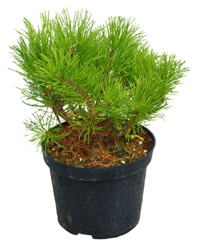 Изображение товара Саженцы хвойных деревьев «Цветы Московского» Сосна Муго Пумилио живая в горшке, d 17 h 20 см