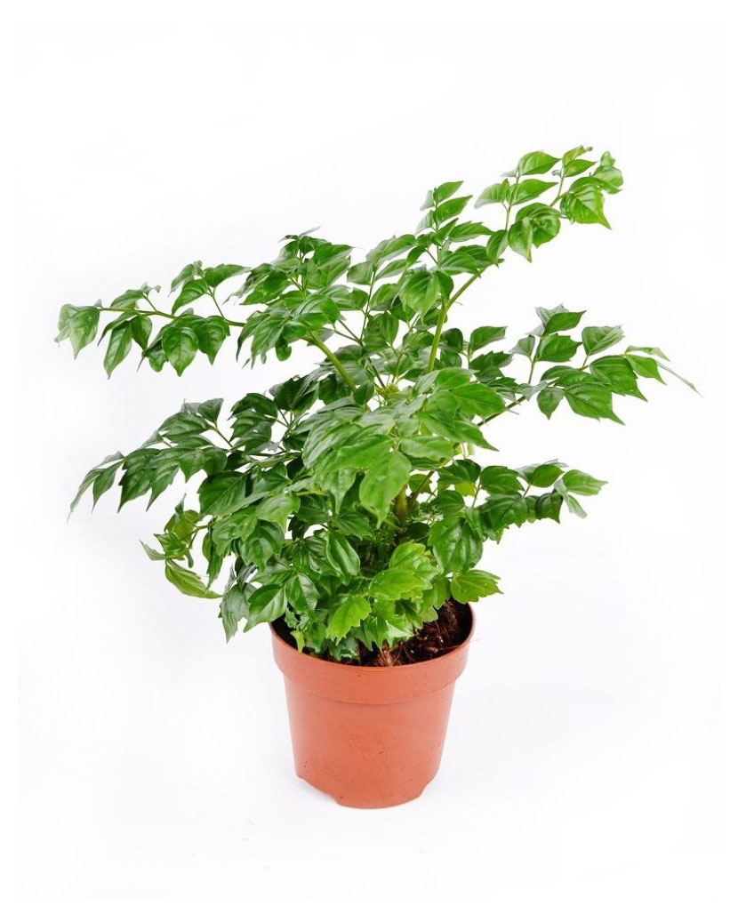 

Радермахера в горшке, d 10 h 40