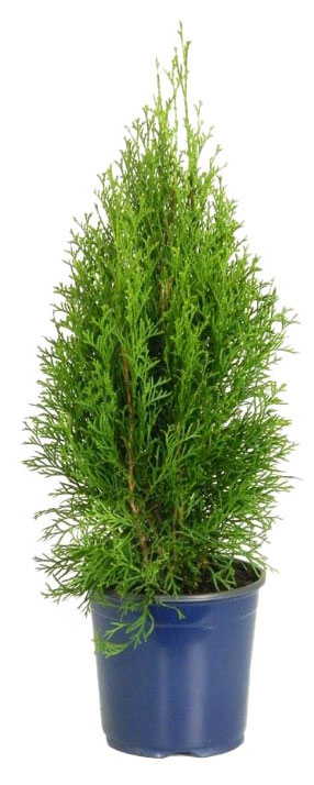

Саженцы Туя западная PlantMarket Смарагд в горшке, Р9