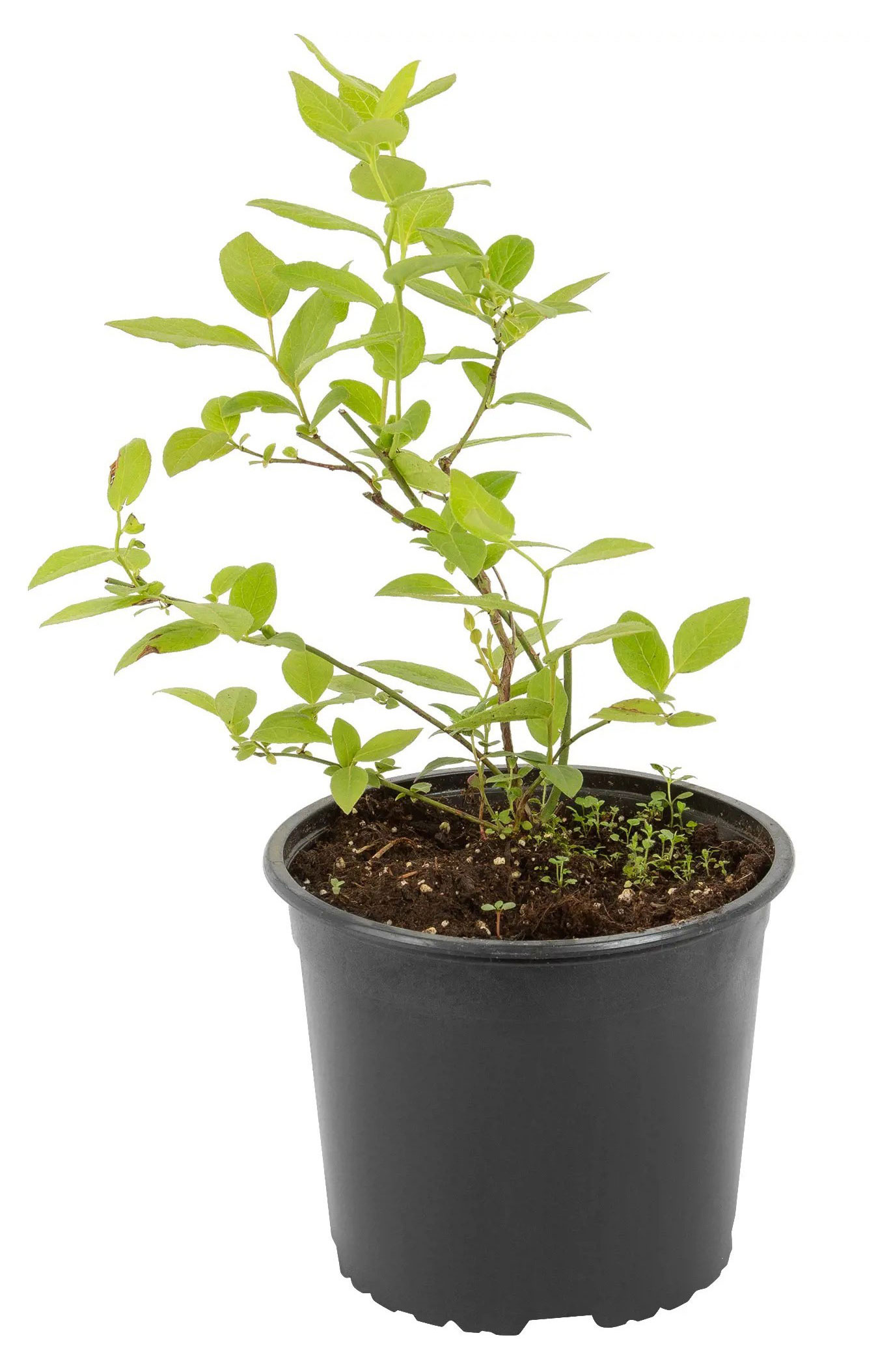 

Саженцы плодово-ягодных кустарников Голубика садовая PlantMarket Блюджей в горшке, С1