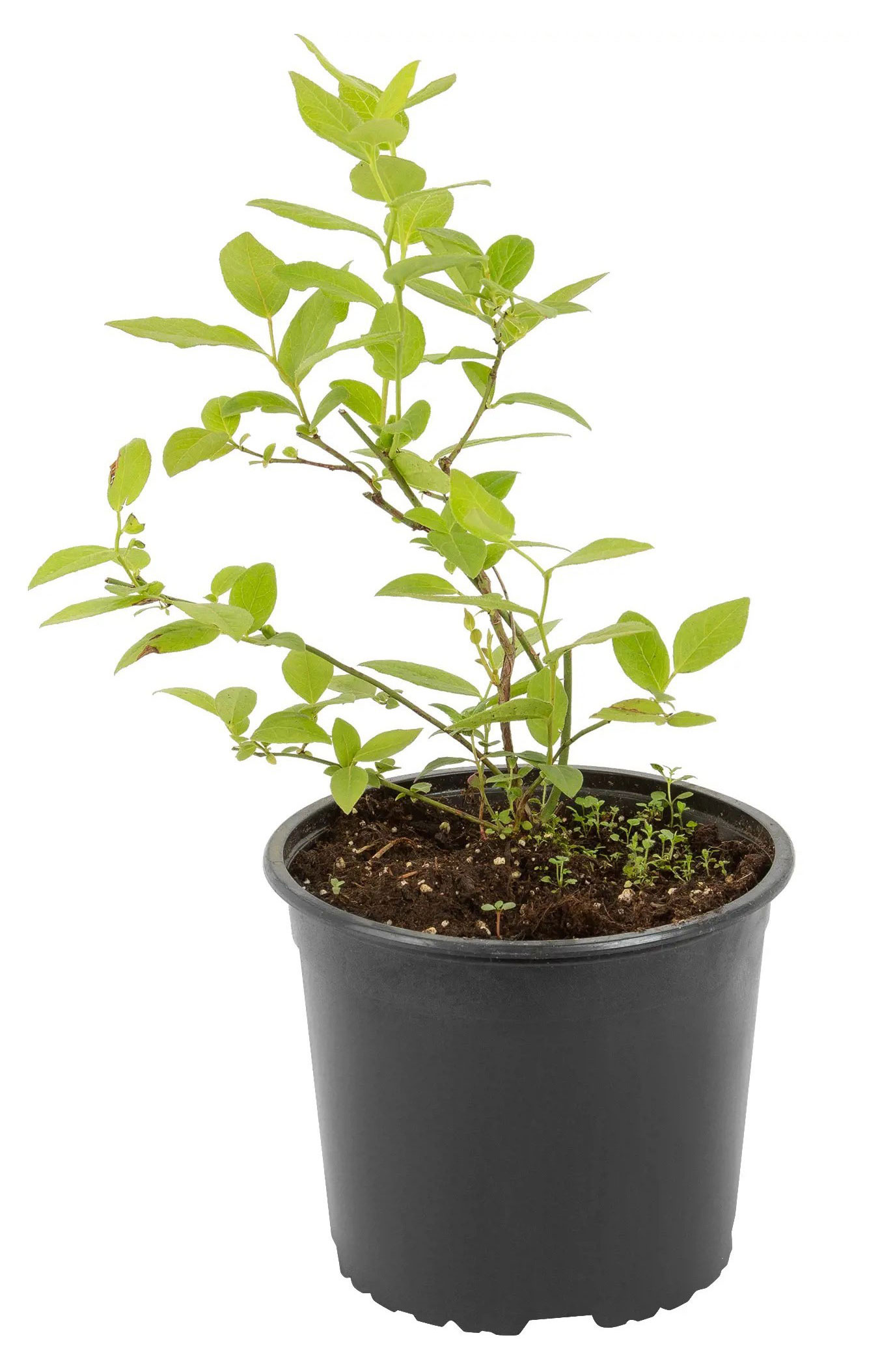 

Саженцы Голубикасадовая PlantMarket Эллиот,С1