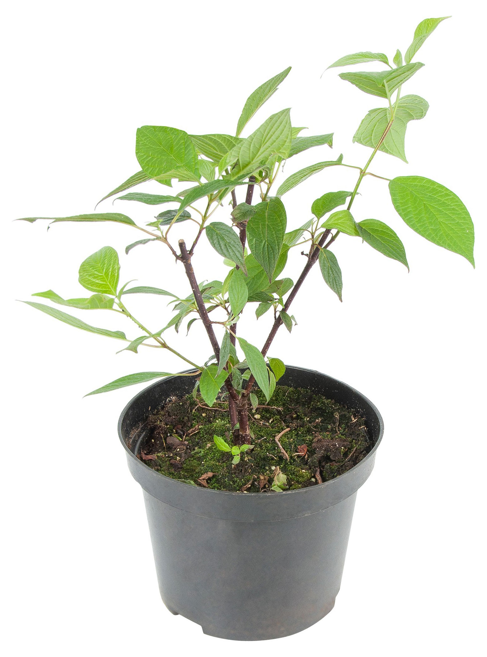 Изображение товара Саженцы Дерен белый PlantMarket Элегантиссима, Р9