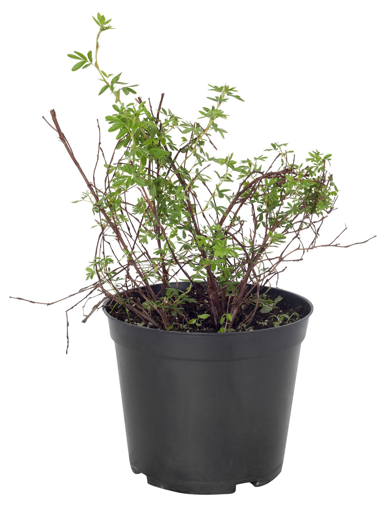 

Саженцы Лапчатка кустовая PlantMarket Голдфингер, С1,5