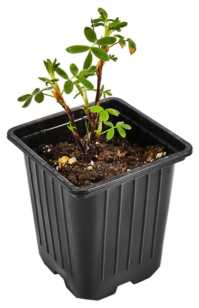 Изображение товара Саженцы Лапчатка кустарниковая «Горкунов» Крем Брюле, d 9 h 30 см