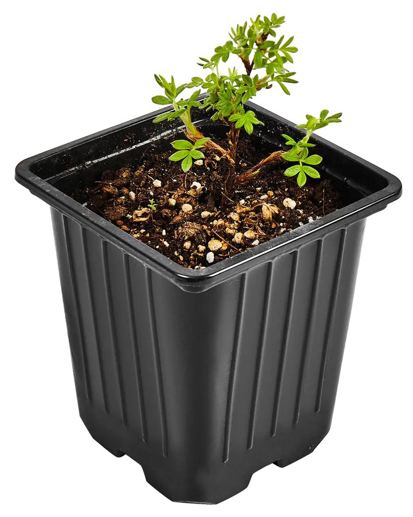 Изображение товара Саженцы Лапчатка кустарниковая «Горкунов» Лемон Меринг, d 9 h 30 см