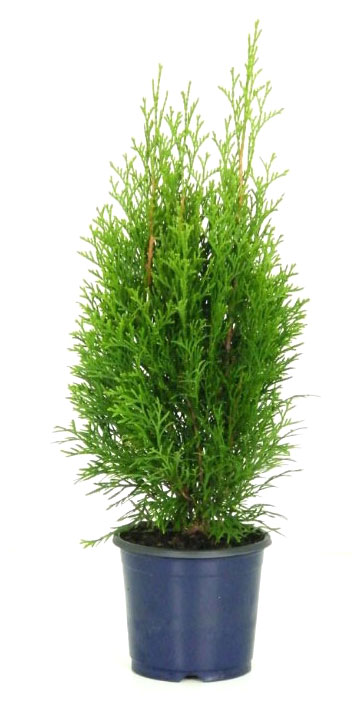 

Саженцы Туя западная PlantMarket Смарагд, C2