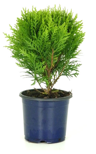

Саженцы Туя западная PlantMarket Голден Глоуб в горшке, С1