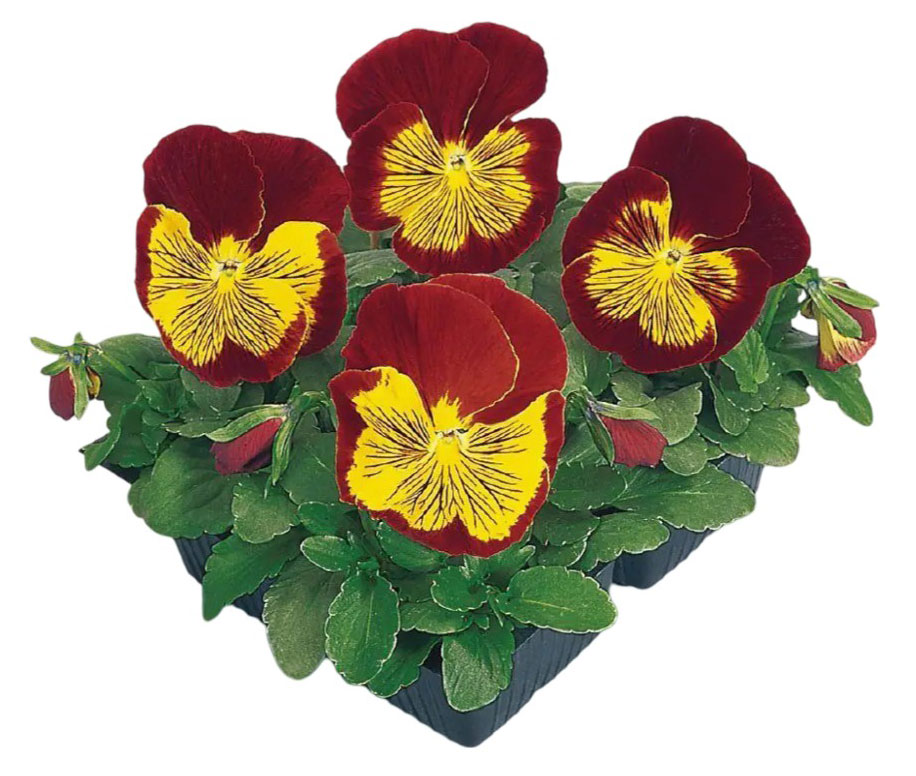 

Рассада цветов Виола живая ИП Хаустов Б.И. микс в кассете, 4 шт