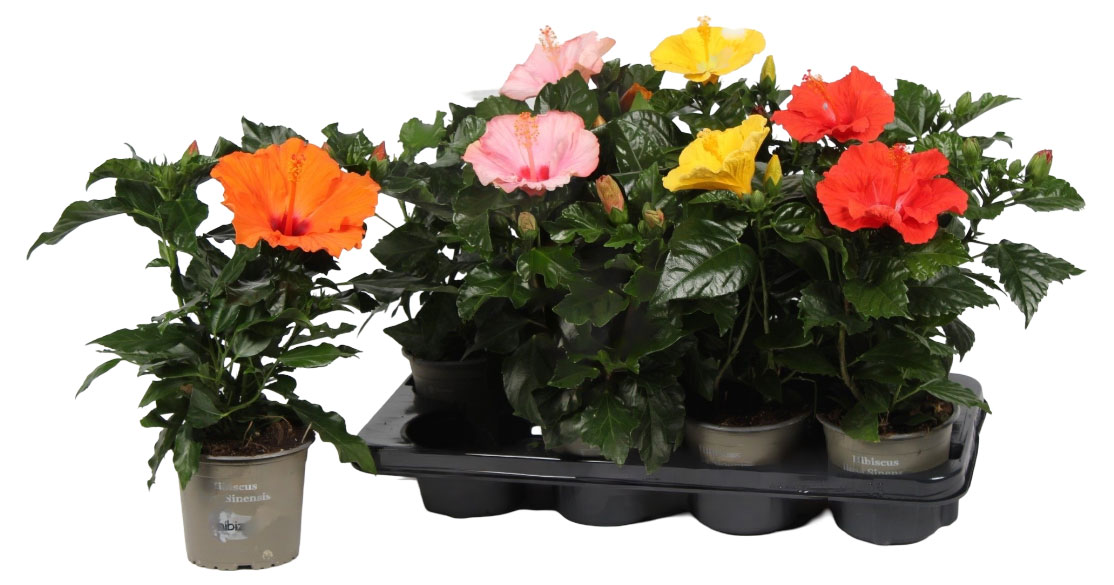 

Гибискус ИП Куплянский П.А., d 13 h 35 см