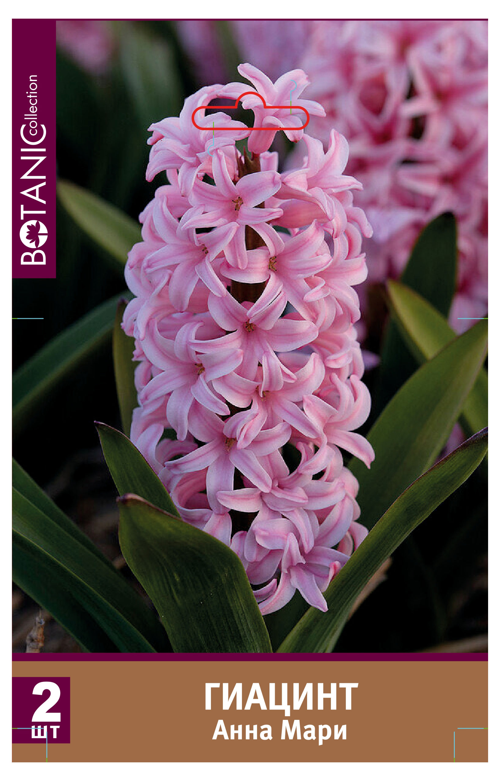 

Луковицы Флора групп Гиацинт Анна Мари, 2 шт