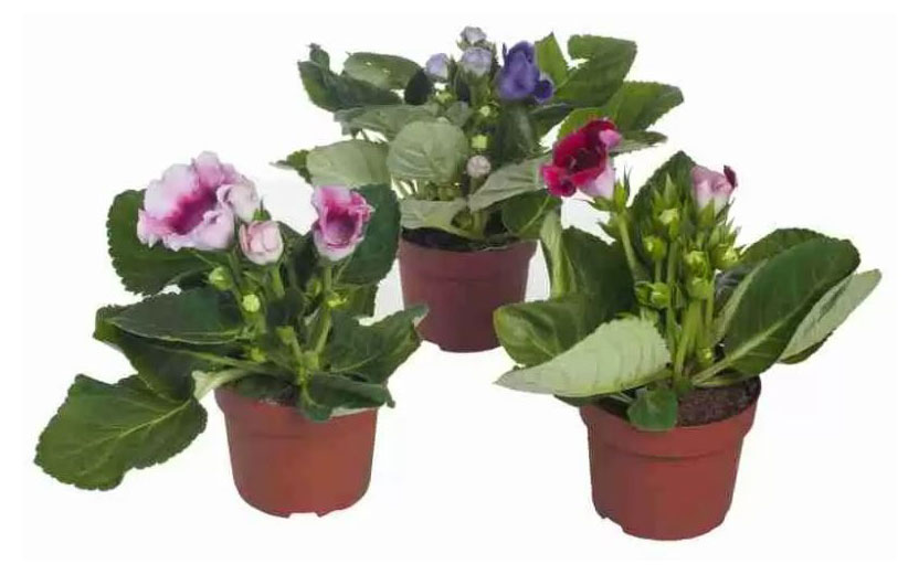 

Глоксиния (Синнингия) в горшке, d 15 h 35 см