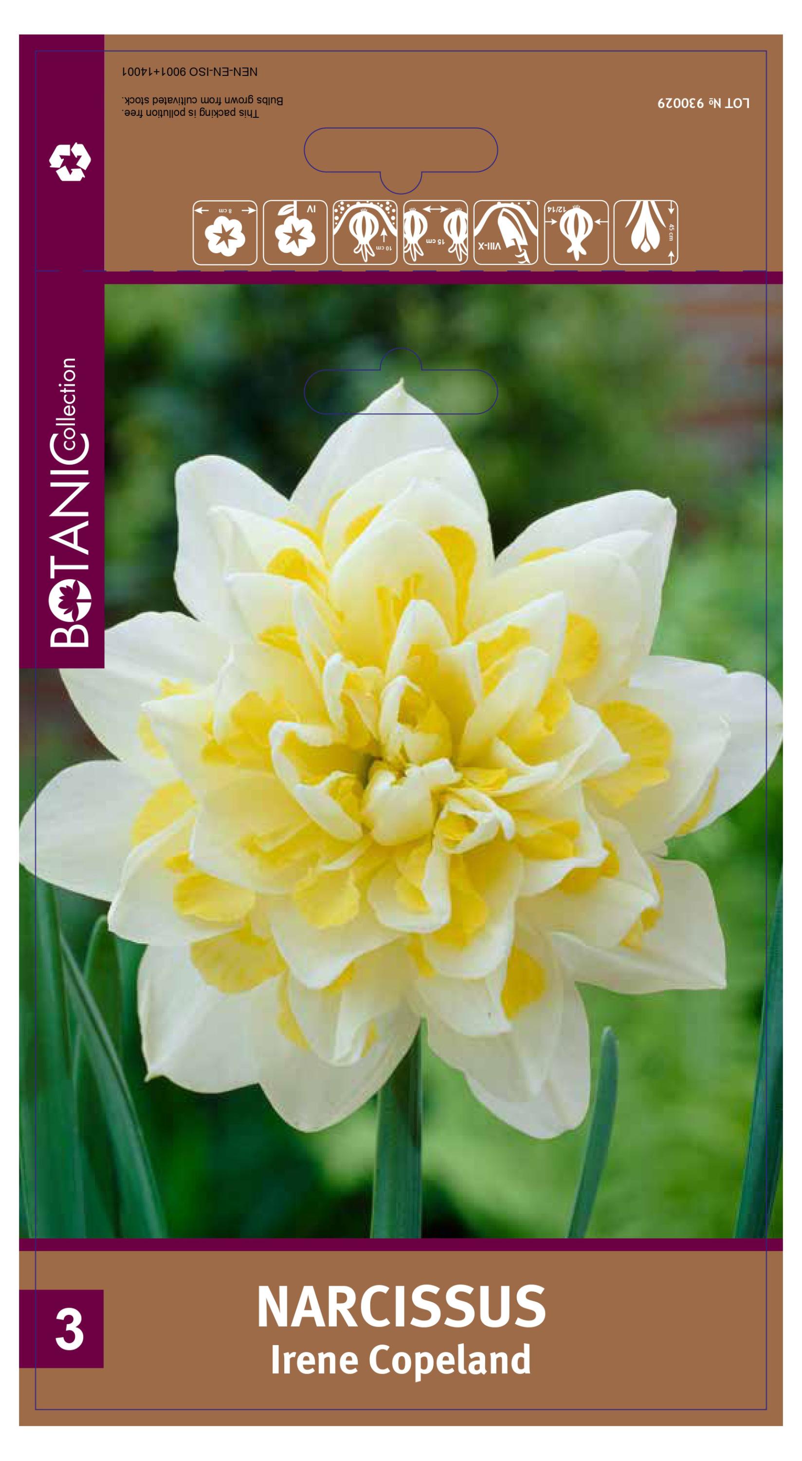 

Луковицы Флора групп Нарцисс Ирен Коуплэнд, 3 шт