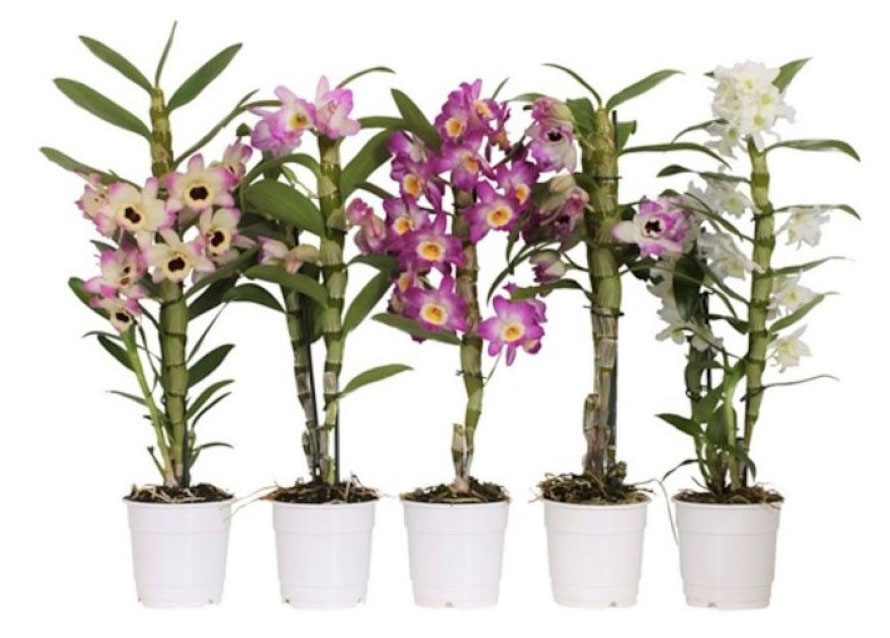 Изображение товара Живое растение Орхидея Дендробиум Нобиле 1 стебель микс в ассортименте в горшке d 12 h 50 см, 1 шт