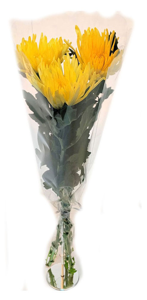 

Букет живых срезанных цветов Хризантема одноголовая ароматная из 3 шт в прозрачной упаковке в ассортименте, 1 шт