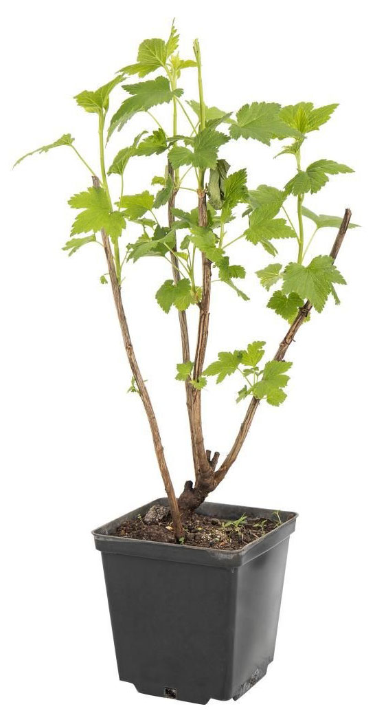 

Саженцы плодово-ягодных кустарников Смородина красная PlantMarket Голланская Розовая в горшке, С1,5