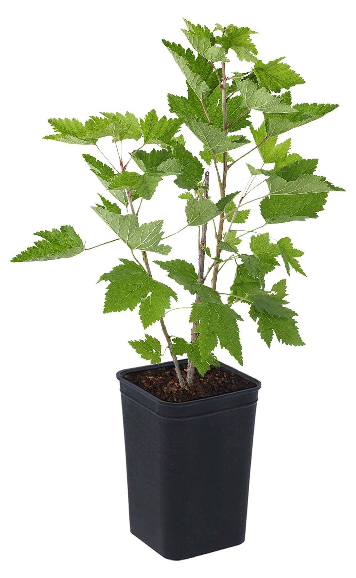 

Саженцы плодово-ягодных кустарников Смородина черная PlantMarket Ядреная в горшке, С1,5