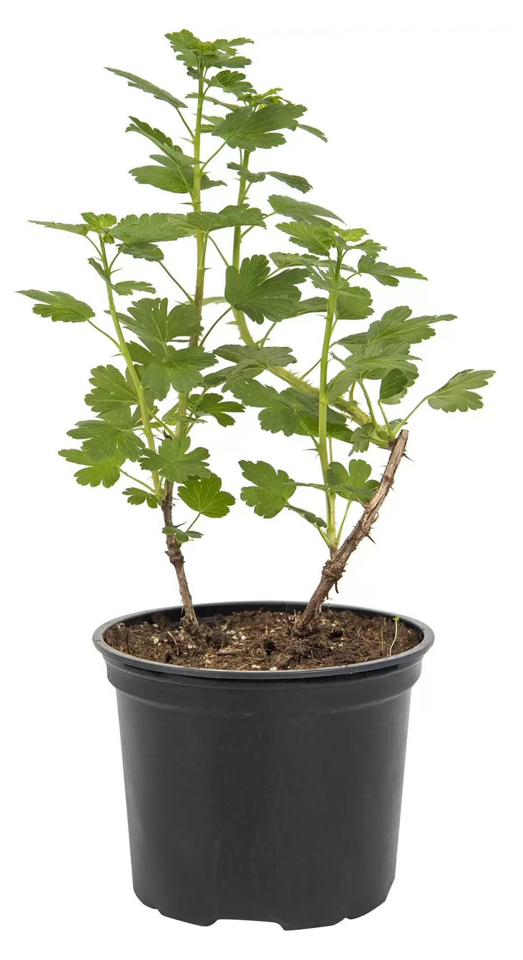 

Саженцы Крыжовник обыкновенный PlantMarket Командор, С1,5