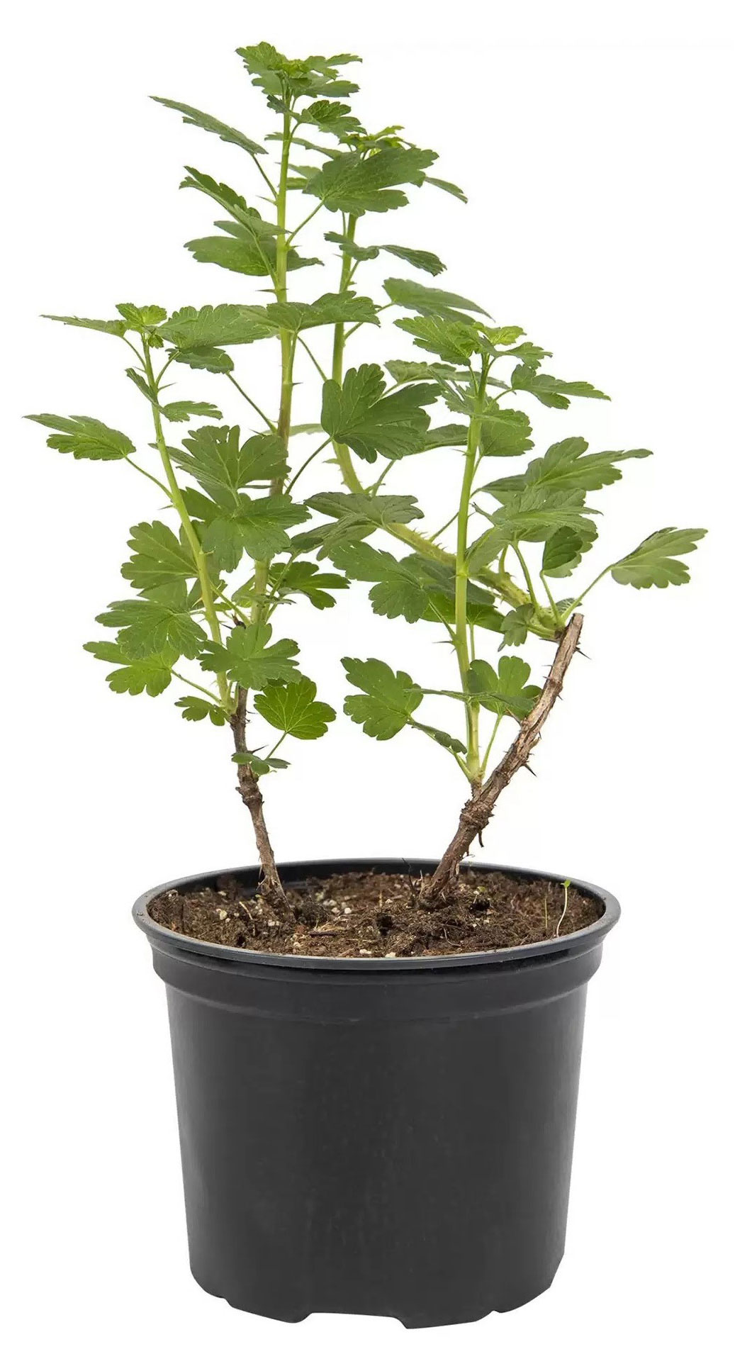 

Саженцы плодово-ягодных кустарников Крыжовник обыкновенный PlantMarket Садко в горшке, С1,5