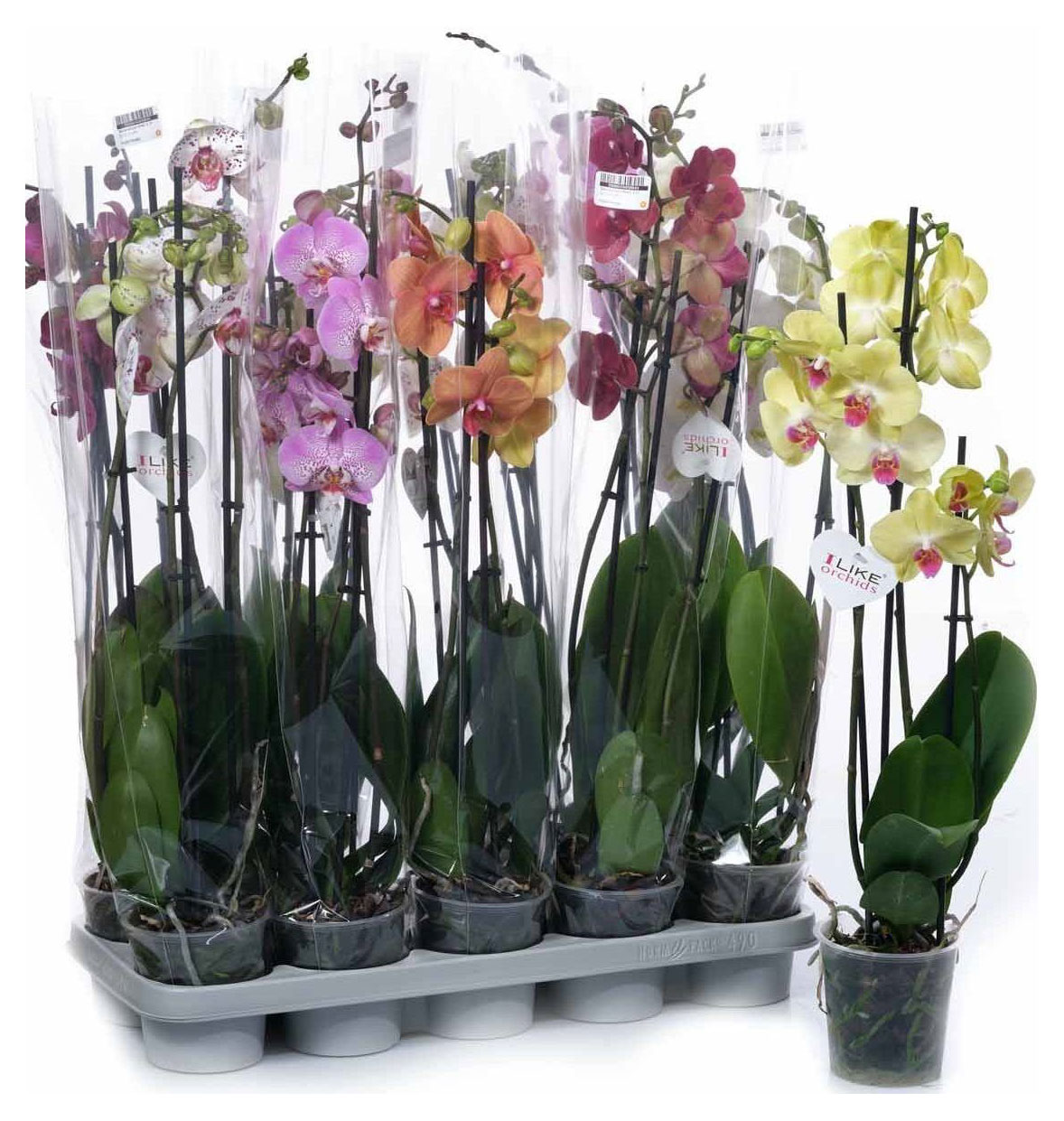 

Орхидея микс 2 стебля в горшке, d 12 h 55 см