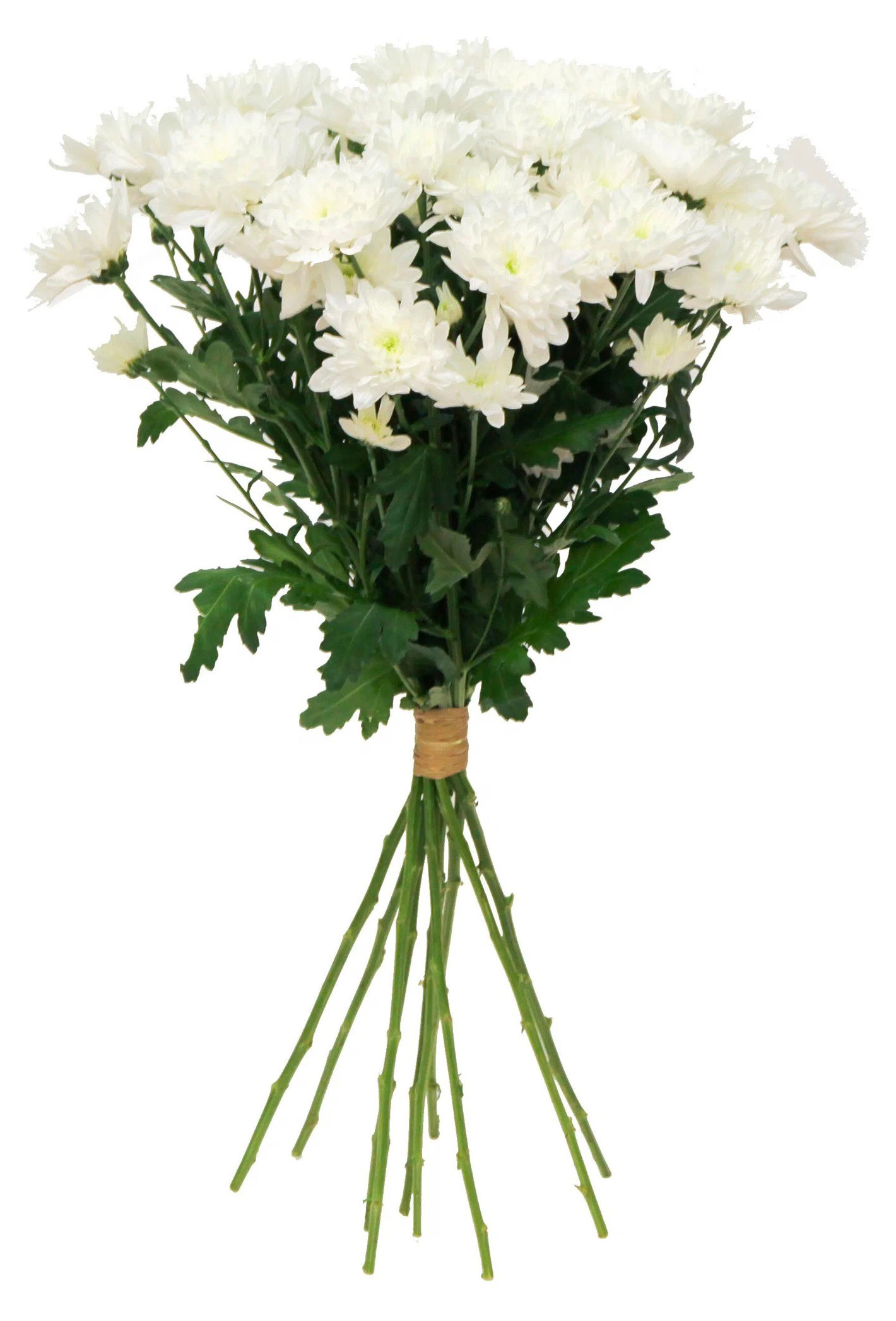 

Букет живых срезанных цветов Моно из 3 кустовых хризантем в прозрачной упаковке в ассортименте, 1 шт