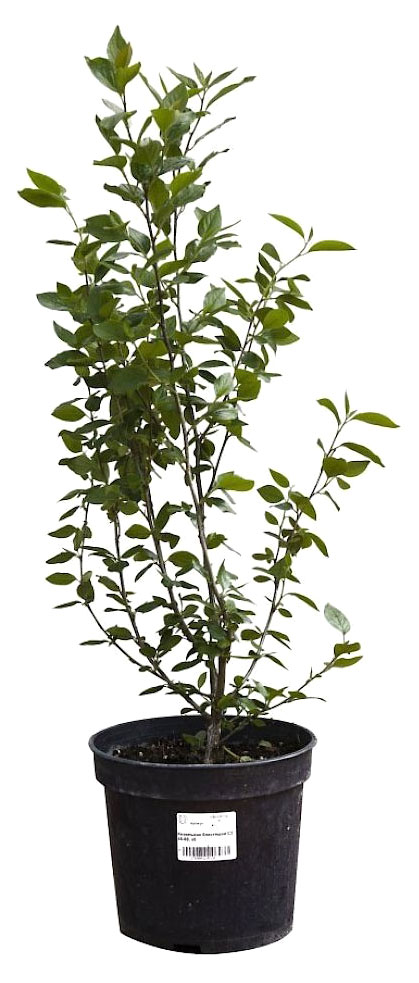 

Саженцы Кизильник Блестящий С1,3, h 20-40 см