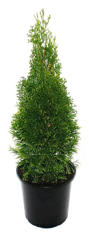 

Саженцы Туя Брабант в горшке С2/С3, h 60-80 см