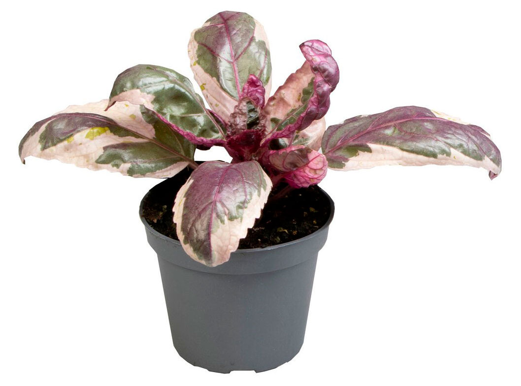 

Живое растение Гемиграфис Белоснежка в ассортименте в горшке d 6 h 10 см, 1 шт