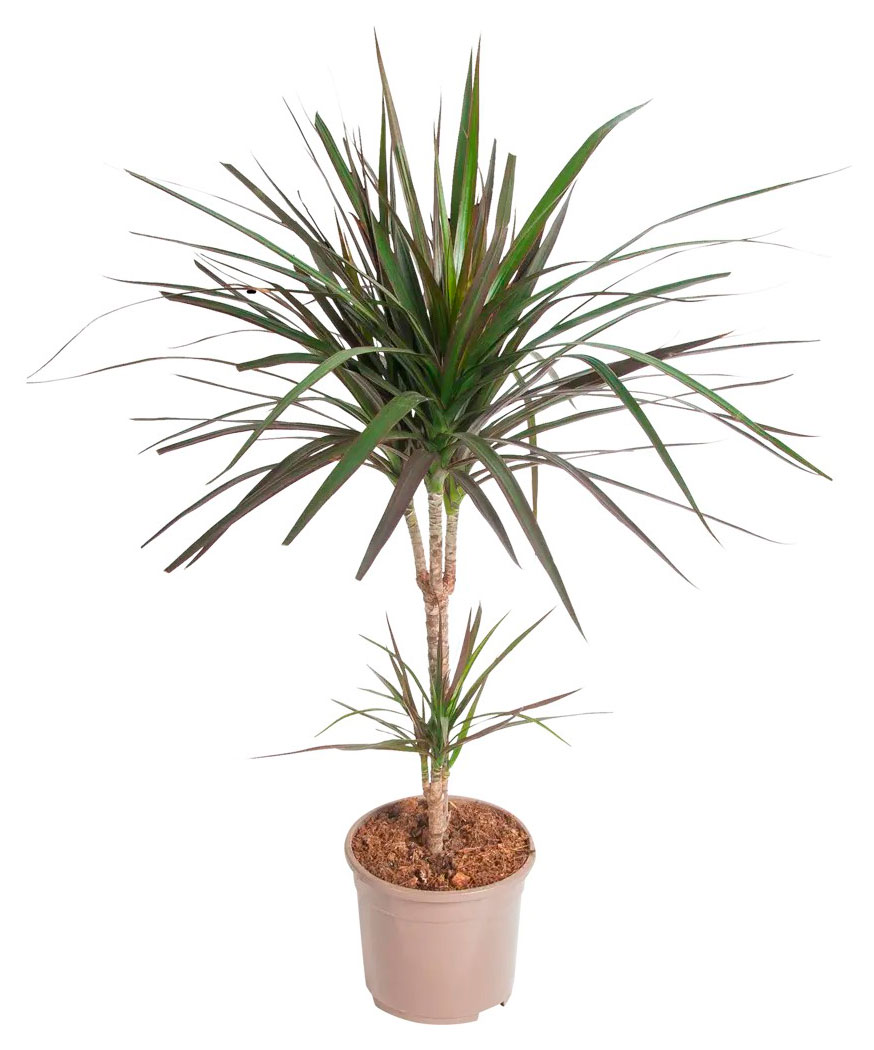 

Живое растение Драцена Маргината Мажента дерево в горшке d 17 h 75 см, 1 шт