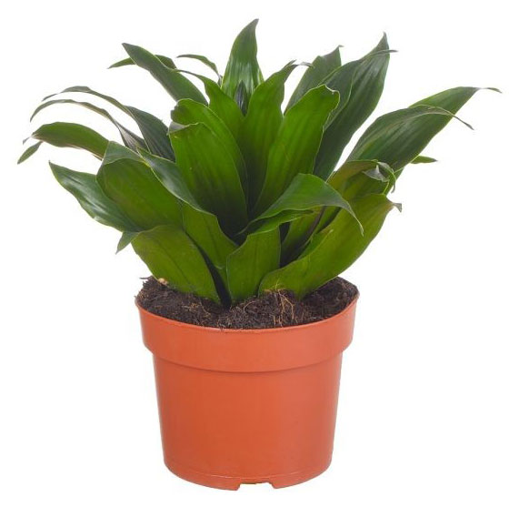 

Драцена Компакта микс в горшке, d 12 h 30 см