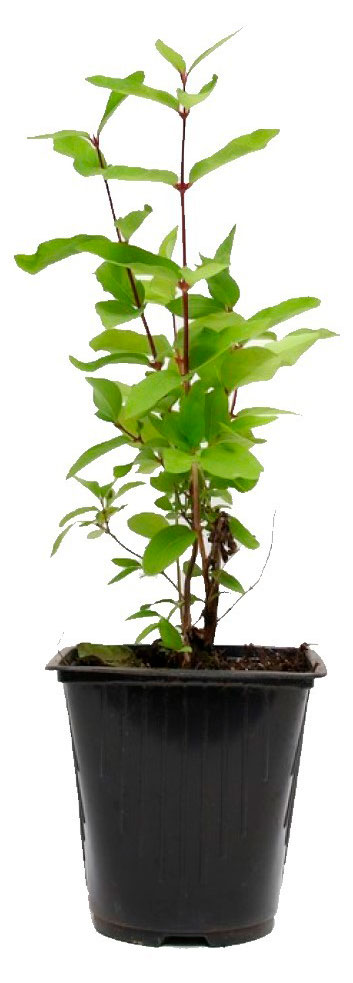 

Саженцы плодово-ягодных кустарников Жимолость Темная Ночь в горшке С3, h 35 см