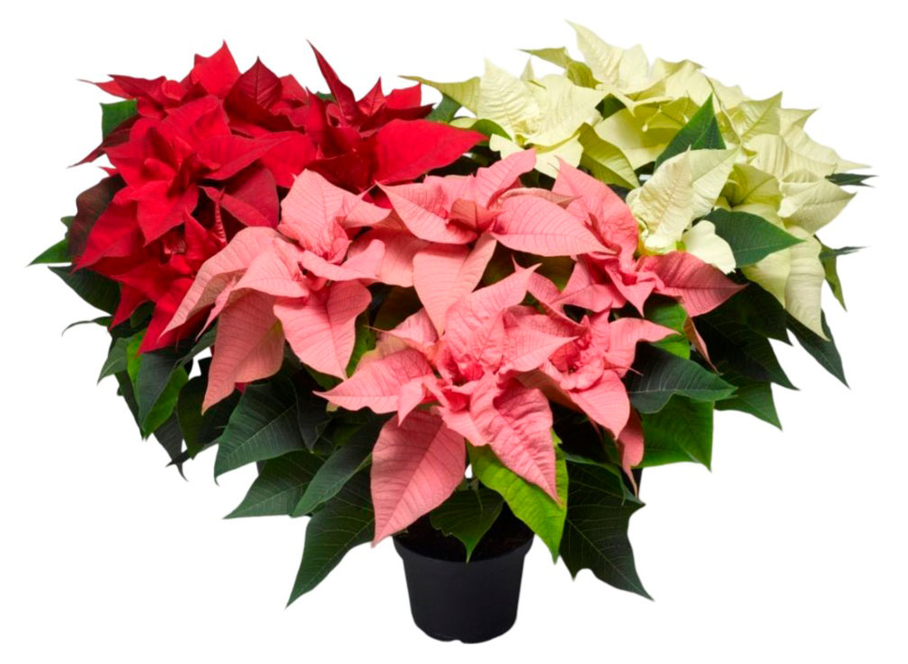 

Живое растение Пуансеттия Рождественская звезда в ассортименте в горшке d 15 h 40 см, 1 шт