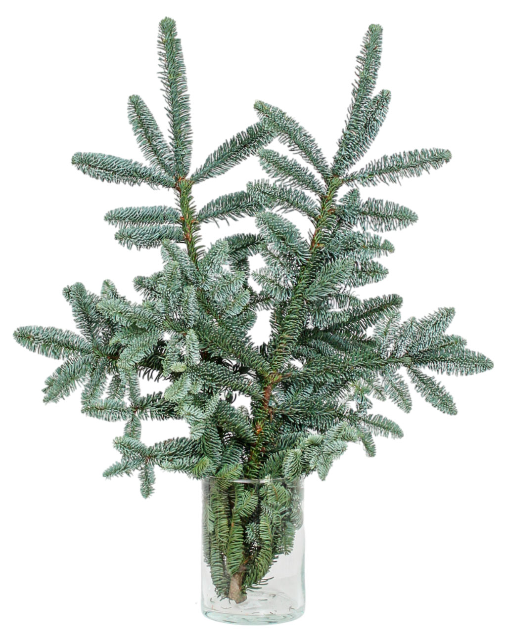 

Живая срезанная Ветка Пихта Нобилис голубая срезка, 30-90 см