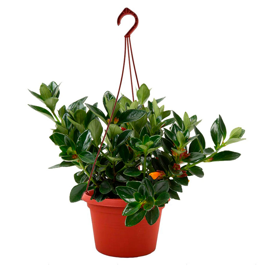 

Живое растение Немантантус в кашпо d 16 h 25 см, 1 шт