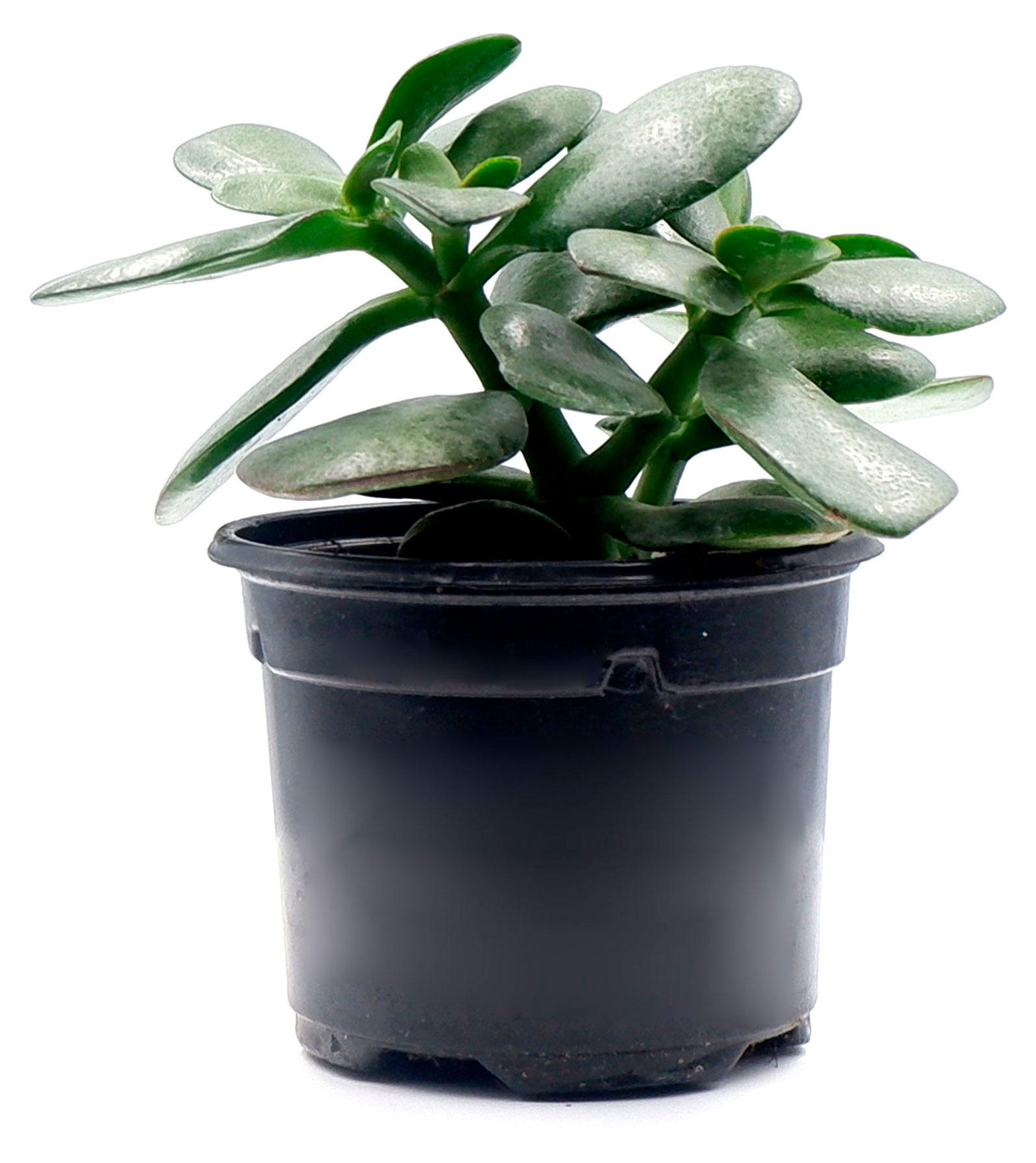 

Живое растение суккулент Толстянка (Денежное дерево) в ассортименте в горшке d 12 h 20 см, 1 шт