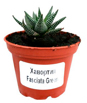 

Живое растение суккулент Хавортия в ассортименте в горшке d 5,5 h 10 см, 1 шт