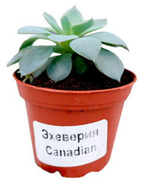 

Эхеверия в горшке, d 5,5 h 10 см