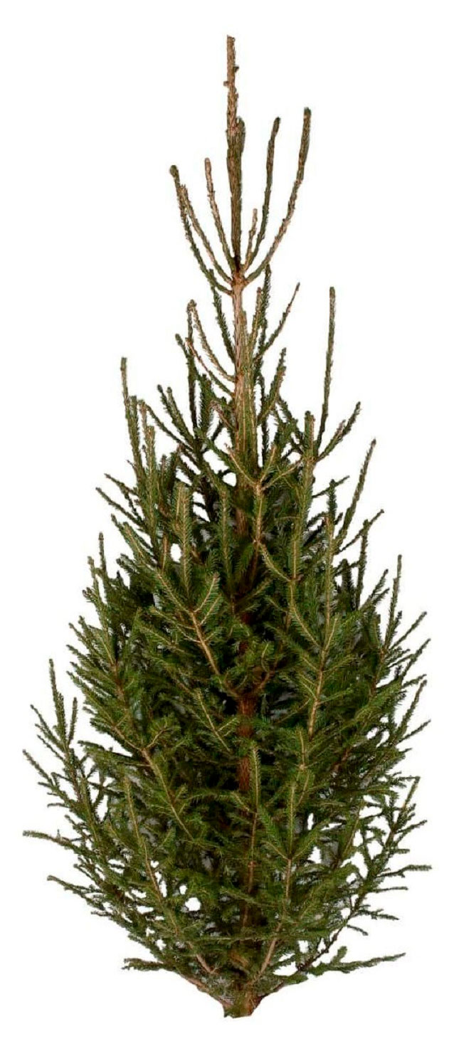

Живая Ель зеленая срезанная сруб, 150-200 см