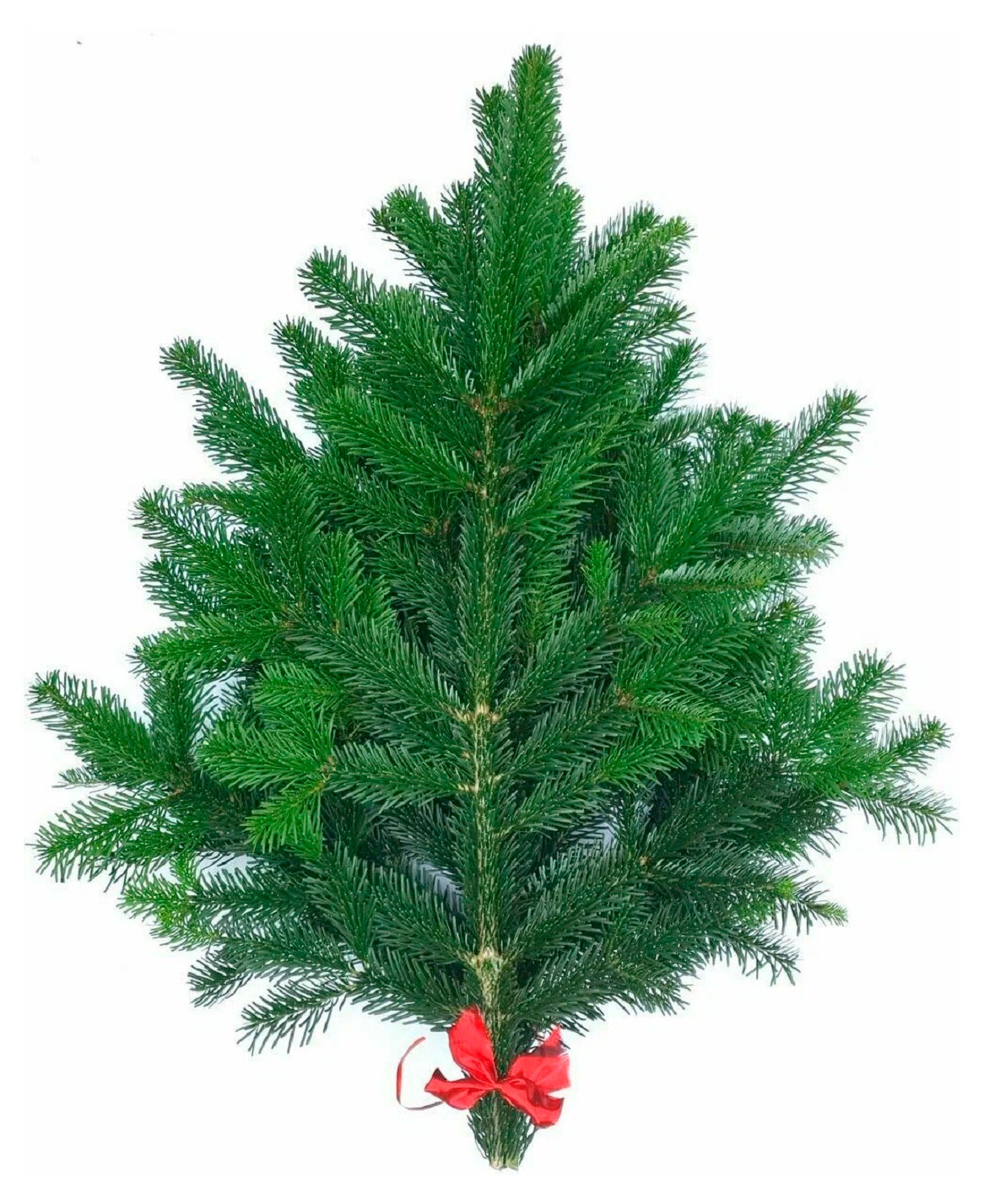 

Букет лапника из веток живой Пихты Нордмана зеленая срезка, 50 см