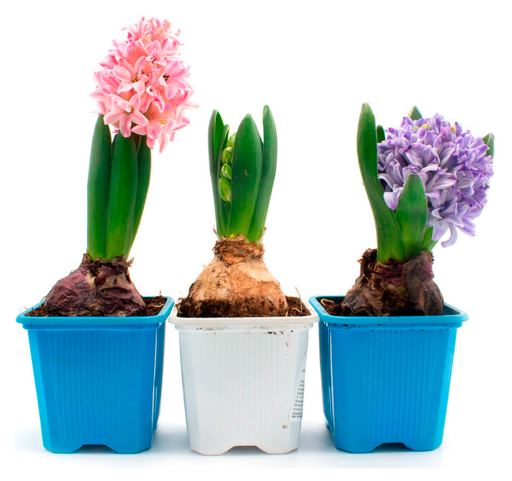 

Гиацинт в горшке, d 13 h 35 см