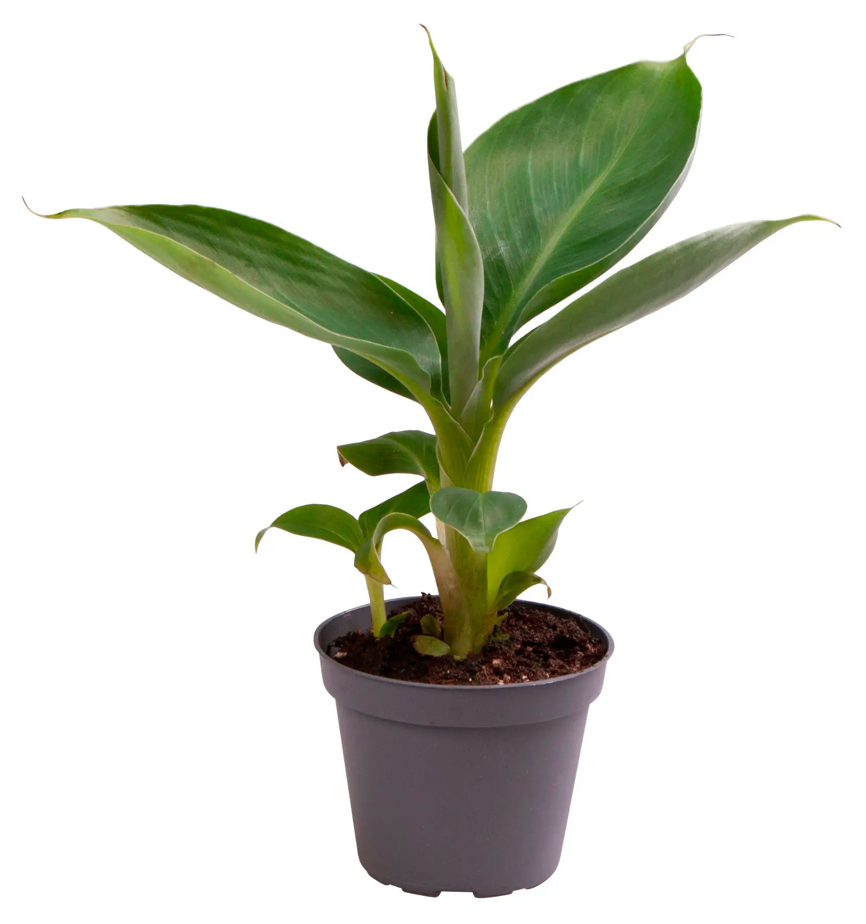 

Живое растение пальма Банан Муса Акумината мини в горшке d 6 h 18 см, 1 шт