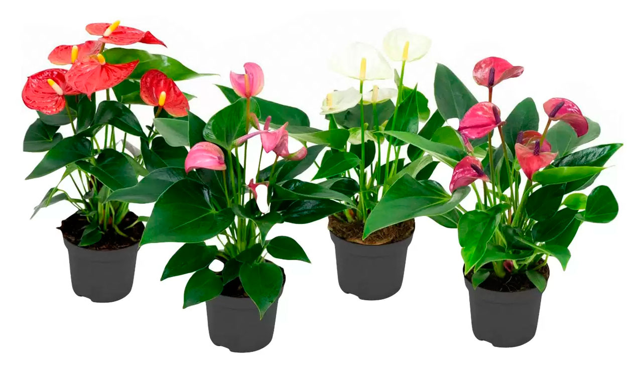 

Антуриум Андреанум микс в горшке, d 14 h 50 см