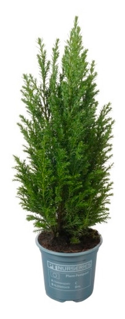 

Кипарисовик Элвуди в горшке, d 9 h 33-38 см
