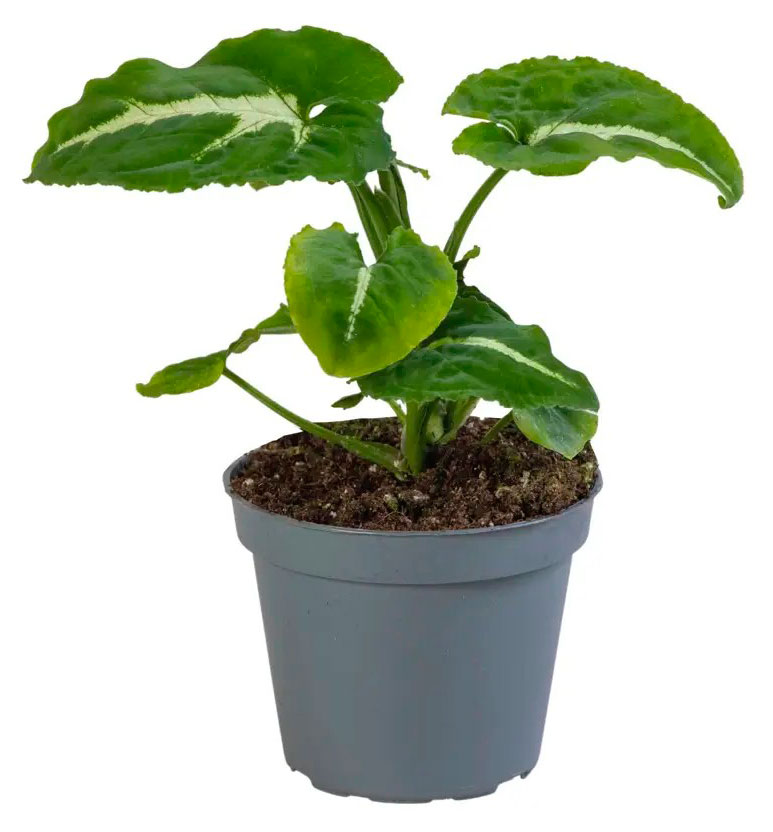 

Сингониум Вендланди в горшек, d 6 h 10 см