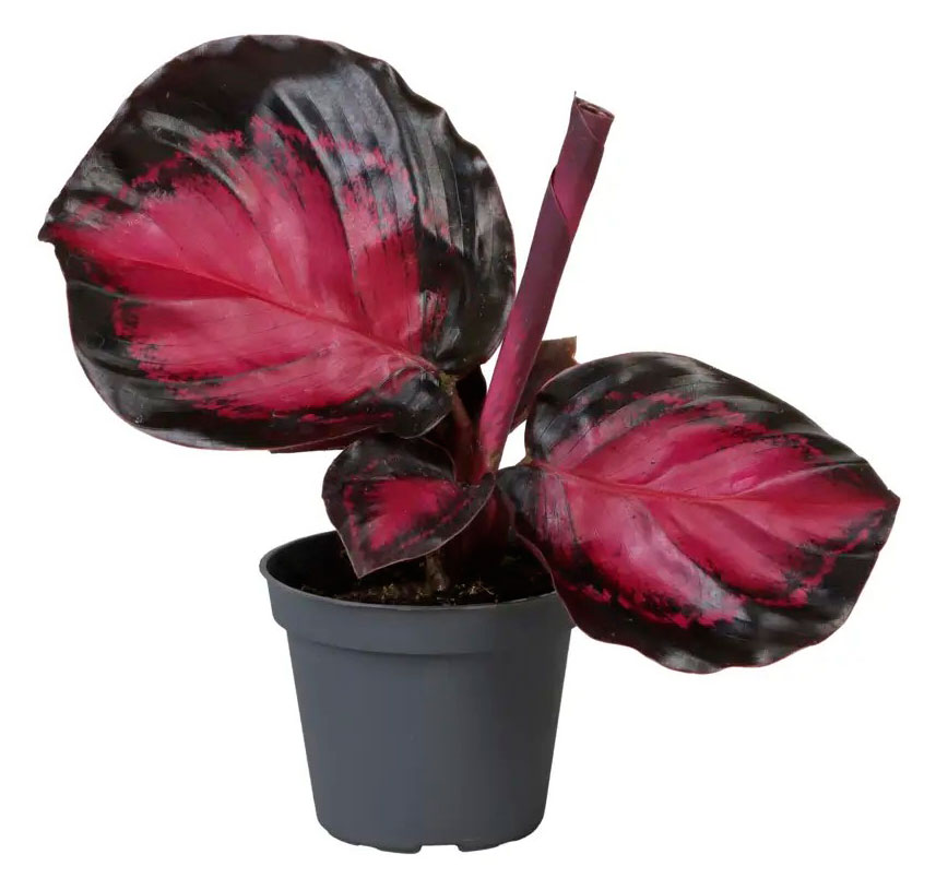 

Живое растение Калатея Кримсон в горшке d 6 h 15 см, 1 шт