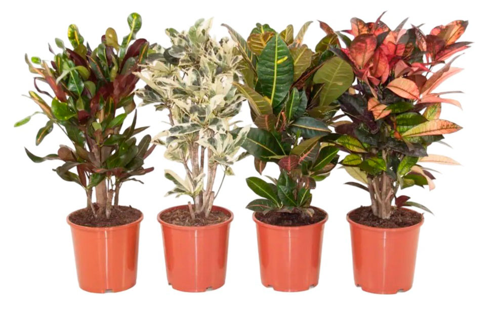 

Живое растение Кротон (Кодиеум) Кане разноцветное дерево микс в ассортименте в горшке d 6 h 27 см, 1 шт