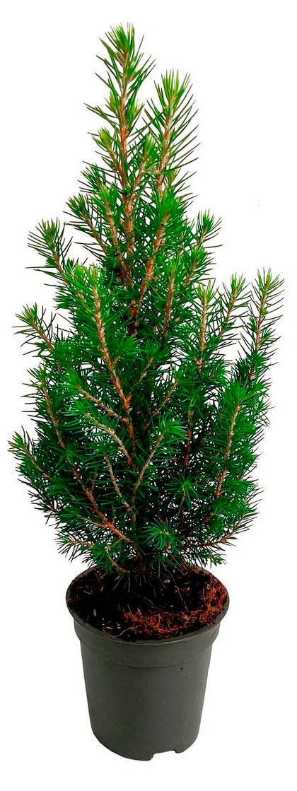 

Ель Коника в горшке, d 9 h 40 см