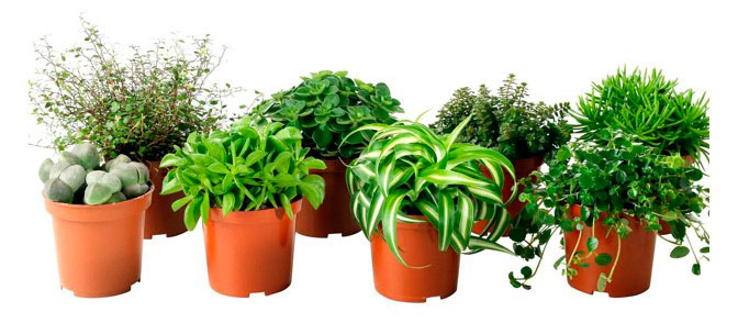 

Растения Зеленый микс Бамбино в горшке, d 5 h 10 см