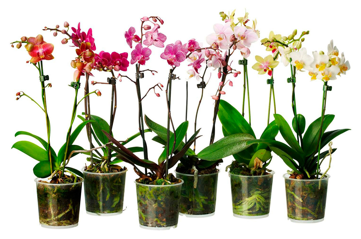 

Орхидея Фаленопсис 2 стебля в горшке, d 12 h 40 см