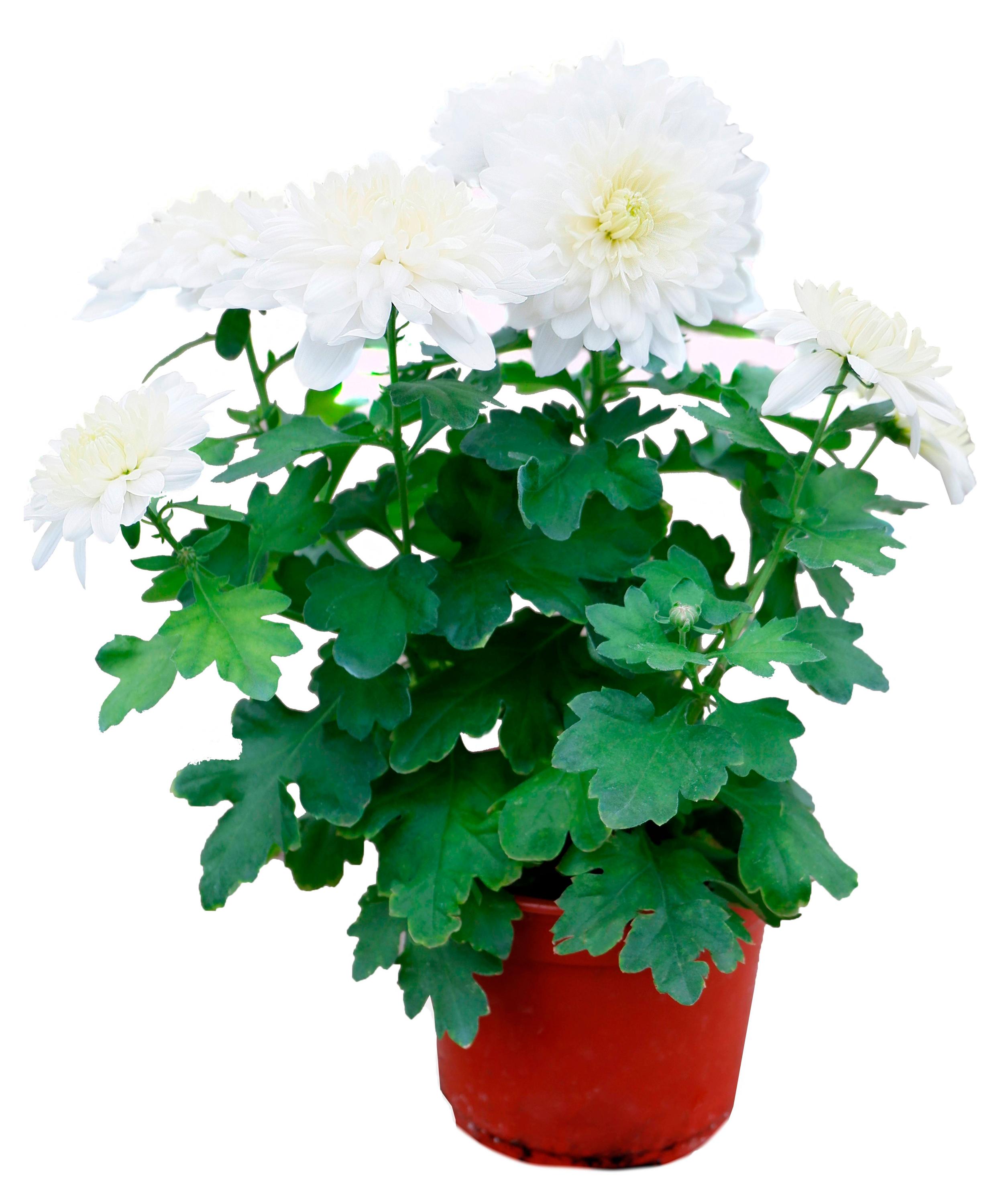 

Хризантема смесь в горшке, d 12 h 20 см